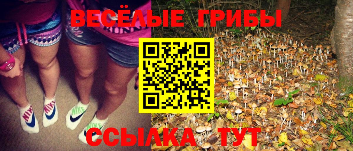 Галлюциногенные грибы Psilocybe  Кинель 